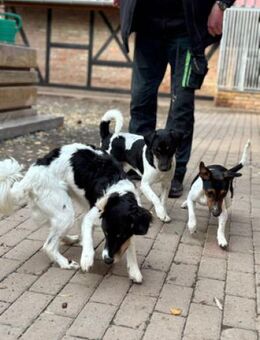 3-Rohdiamanten suchen ihren Menschen - Quedlinburg