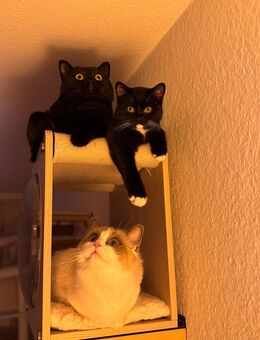 Ragdoll x BKH zwei Kitten ( Geschwister ) - Hamburg