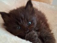 Maine Coon Kitten Kätzin - Saaldorf-Surheim