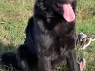 Sherlock sucht DRINGEND neues Zuhause - Grevenbroich