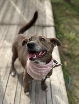 Thalia LM braucht Sicherheit - Neustadt (Rübenberge)