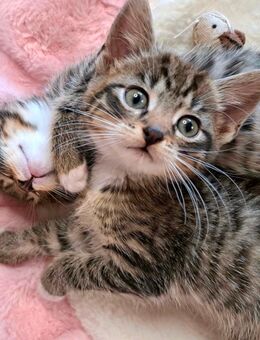 Zuckersüße Mix Kitten Katzenbabys 12,5 Wochen jung - Much