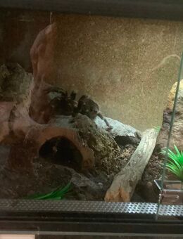 Brachypelma hamori und Brachypelma auratum zu verkaufen! - Neuleiningen
