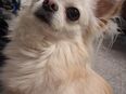 Decken Chihuahua in 95126