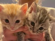 BKH Britisch Kurzhaar kitten Katze suchen liebevolle zu Hause - Achim