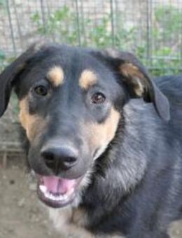 Finnegan - die Unauffällige - Kallmünz