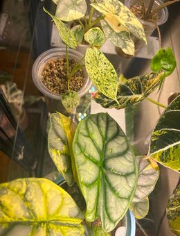 Alocasia verschiedene Arten - Nusplingen