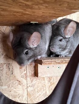 Drei liebevolle Chinchilla-Brüder in gute Hände abzugeben 🐾 - Uelzen