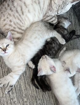 Katzen adaptieren - Weiler (Bingen)
