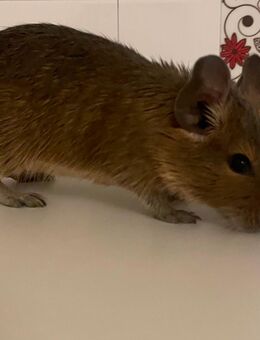 Degu (männlich) sucht dringend neues Zuhause - Grevenbroich