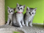 Kitten BKH Weibchen Männchen Brtisch Kurzhaar Katzenbaby - Solingen (Klingenstadt)