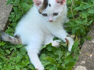 Türkische Angora mix kitten in liebevolle Hände abzugeben - Öhringen Zentrum