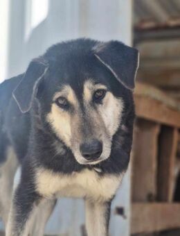 TAIKI sucht geduldiges,liebes Zuhause - Neuberg