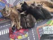 Katzen mit 3 kitten - Gelsenkirchen