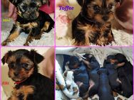 Yorkshire Terrier Welpen suchen liebevolle Familien - Frankfurt (Main) Schwanheim