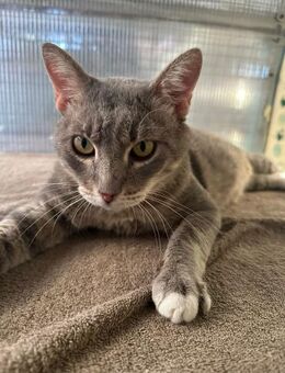 Joey aus dem Tierschutz - Grevenbroich