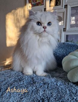 BLH Katzen Ladys, ehemalige Zuchtkatzen, Freundinnen möchten ein liebevolles Zuhause mit Ihrem Charme bereichern! - Suderburg