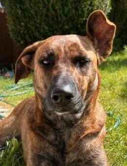 Kylie - Zuhause gesucht - Duisburg