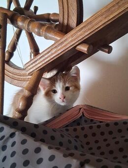 Baby Katzen abzugeben - Ibbenbüren