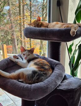 2 wunderschöne Hauskatzen - Kordel