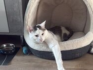 Kater (kastriert) in liebevolle Hände abzugeben - Leipzig