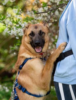 Freundlicher Waldaj sucht sein Zuhause - Duisburg