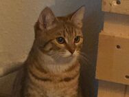 Europäische kurzhaar katze weiblich - Seligenstadt