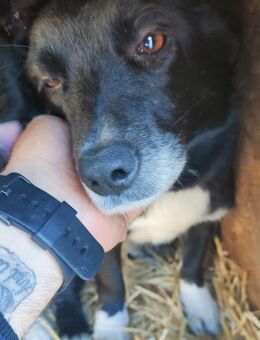 Mara - sehnt sich nach einem Zuhause - Willich