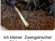 Zwergpinscher aus Hobbyzucht Edelpinschet - Neuching