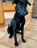 Elektra: Sanftmütige Junghündin sucht ihr Zuhause in 84100