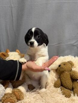 Wer verliebt sich in die kleine Puding? - Heinsberg