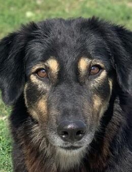 Lavinia, geb. ca. 06/2019, Griechenland - Euskirchen