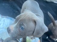 American bully Welpen - Frechen