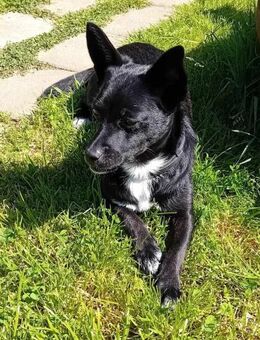 Jungspund JERRY, wo darf er einziehen? - Koblenz