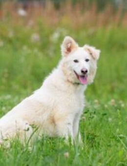 Über Juka, katzenverträgliche Hündin - Kierspe