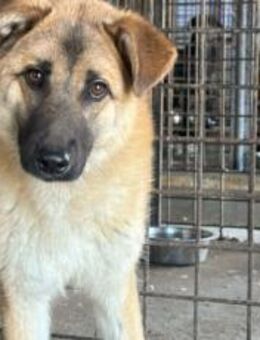 Karamell sucht seinen Begleiter - München