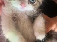 Main-Coon-Mix Kitten 12 Wochen alt. abgabebereit - Freigericht
