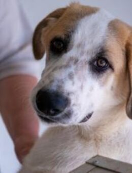 Romeo sucht seine Happy-End-Lovestory - Niddatal