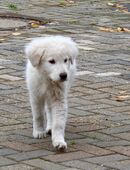 Fertig zum Auszug, Maremmano Welpen in 46419