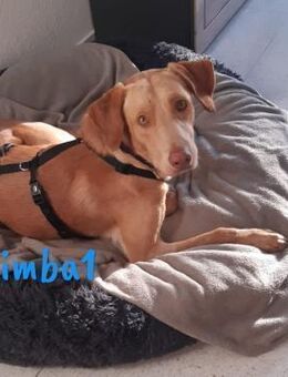 Simba1 liebevoller Labrador Mix 03/24 ES - Ruppertsecken