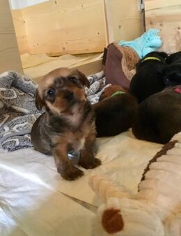 Yorkshire Chihuahuamix Welpen abzugeben - Vestenbergsgreuth