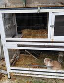 Zwergkaninchen in 53909