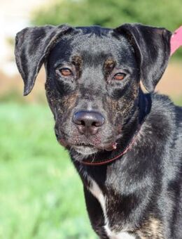 Dayson sehnt sich nach einem Zuhause - Laatzen