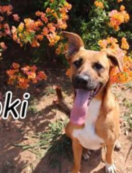 Loki sucht sein perfektes Glück🍀 - Essingen (Rheinland-Pfalz)