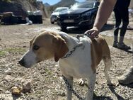 Tobi-sensibler junger Rüde sucht Zuhause - Hamburg