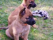 Malinoi Welpen / Belgischer Schäferhund - Rietz-Neuendorf