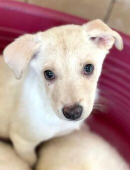 Sam sucht Geborgenheit - Alfdorf