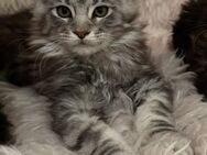 Maine Coon Kitten reinrassig mit Stammbaum - Bottrop