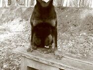 Rottweiler sucht schönes Zuhause - Oldersbek