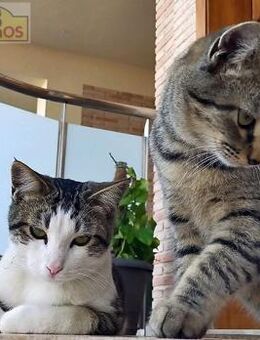 Junior & Tigrito- Junge Brüder - Bad Camberg